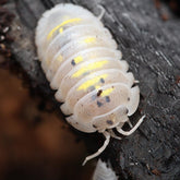 Armadillidium Granulatum Magic Potion